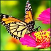 Butterfly4
